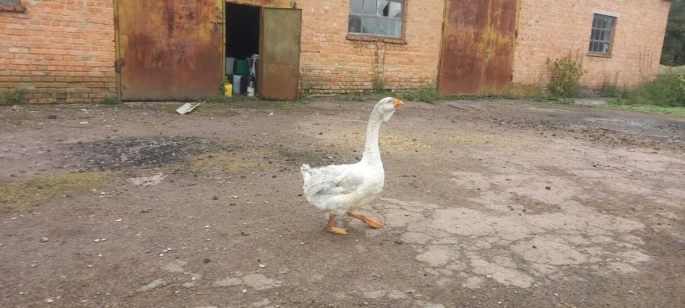 Продам гуси холмогори
