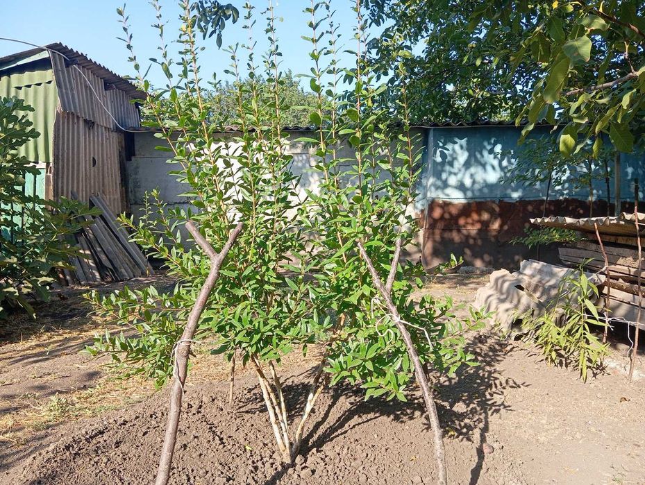 Гранат, сорт Ак-Дона