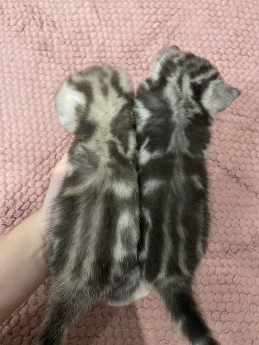 Шотландські малюки