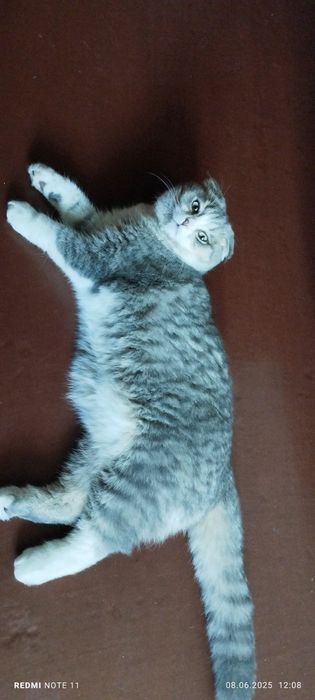 Вислоухий Мурзик ищет невесту