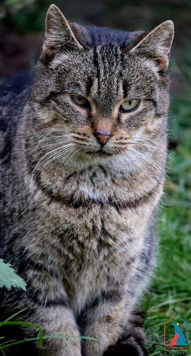 Dorcia 401/23 - SZUKA DOMU!