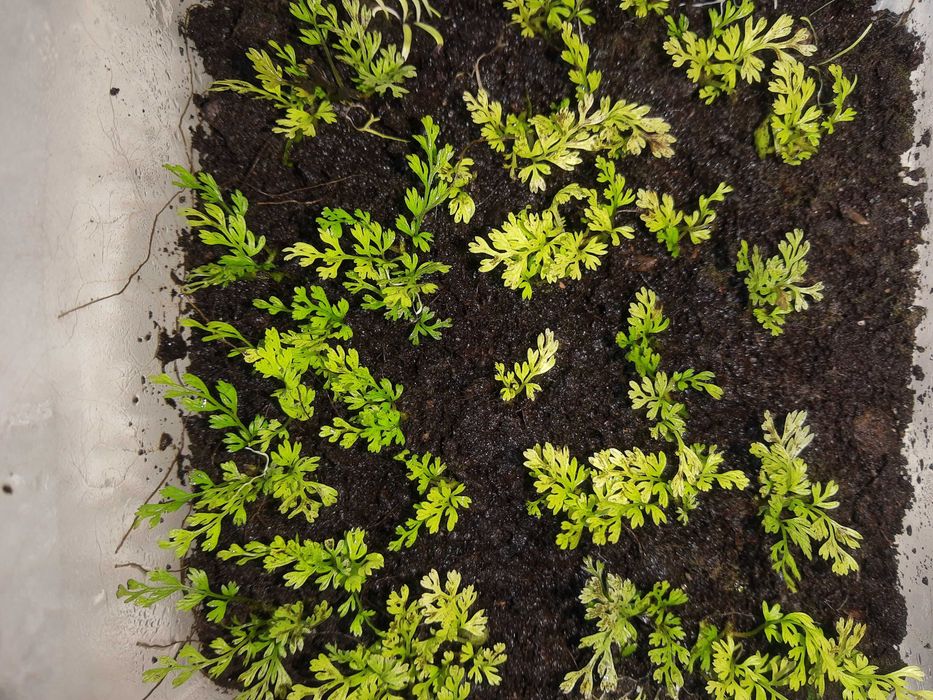 Bolbitis, paproć do akwarium lub paludarium