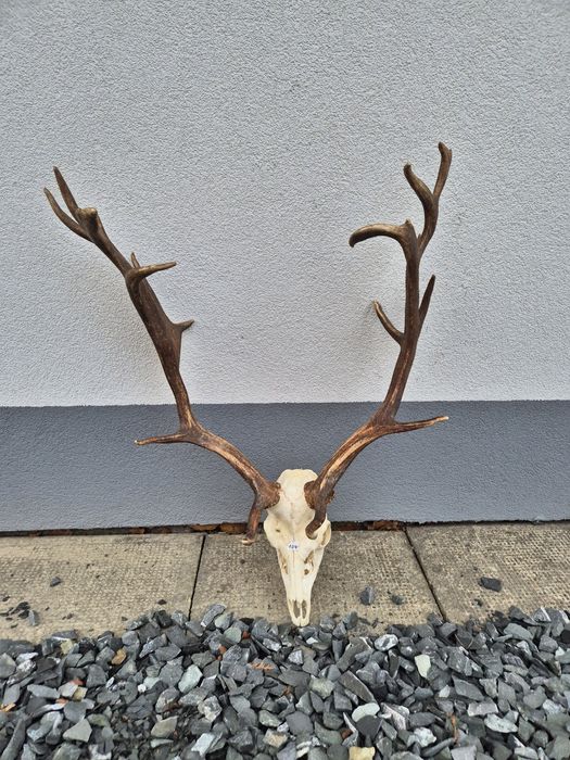 Poroże daniel wieniec myłkus