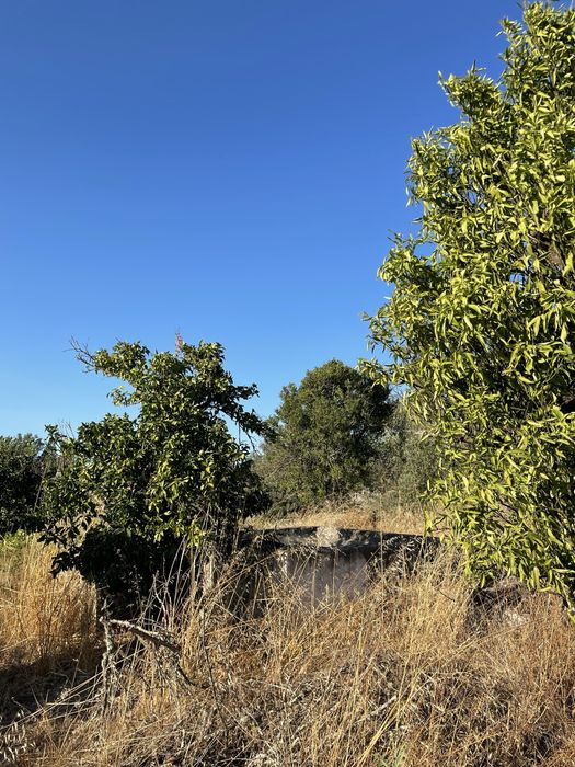 Terreno Rústico (2.350 m²) com Nora e Árvores - Pego, Abrantes