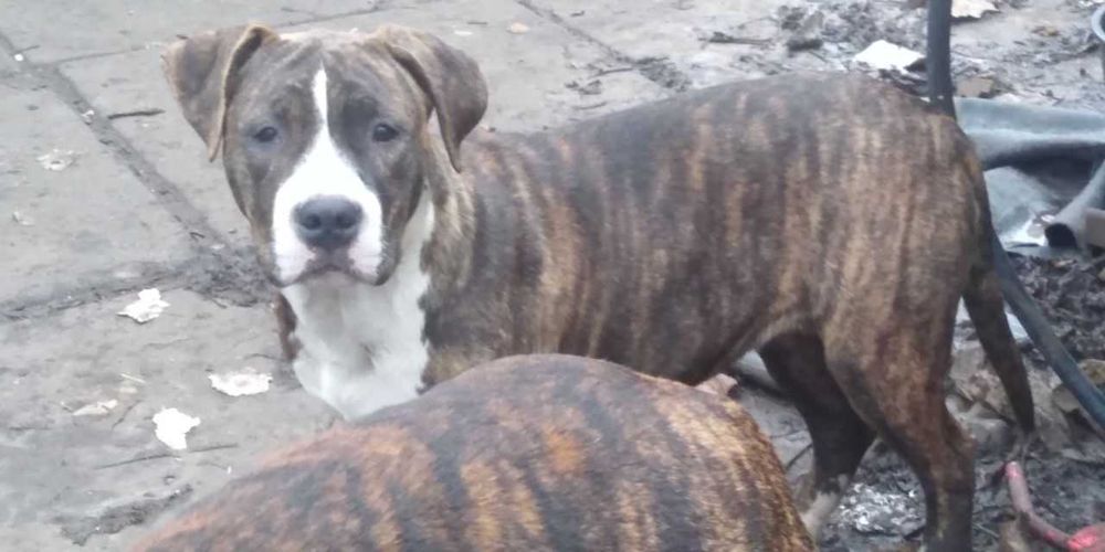 Американський стаффордширський тер'єр. АСТ.