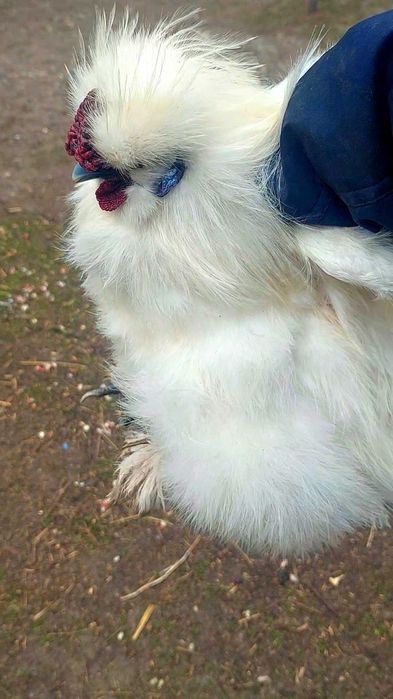 Китайський пуховий шовковий півник