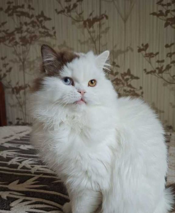 Гарний британський котик біколор, Армані