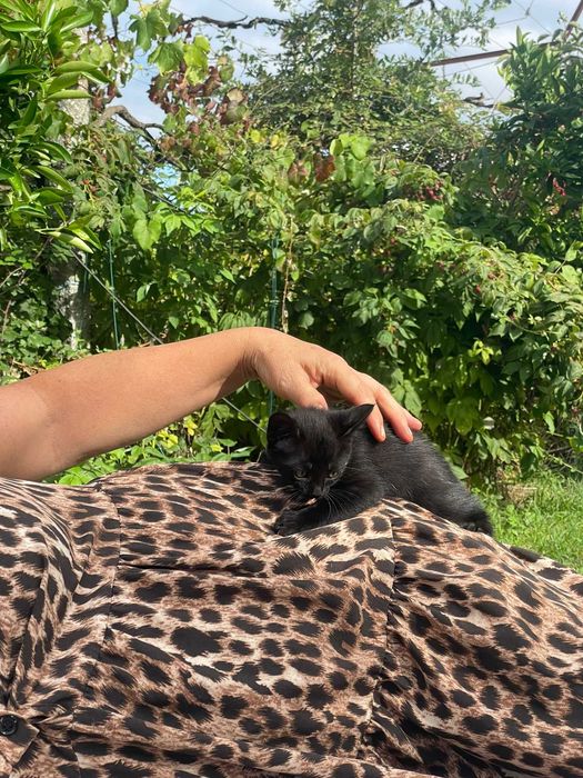 Gatinha para adoção