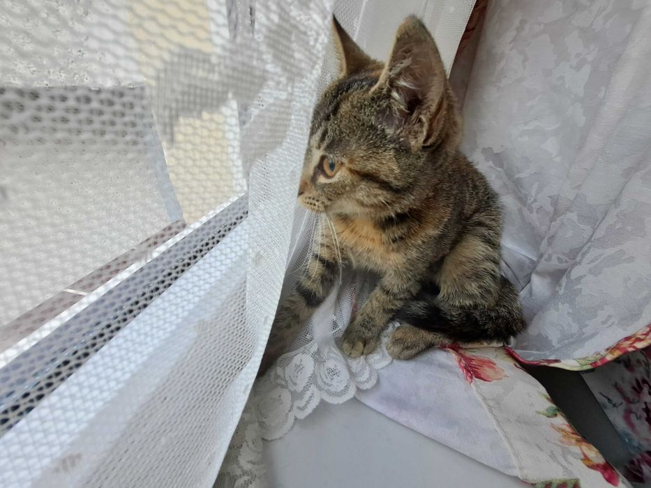 Kotka bura poleca się do adopcji