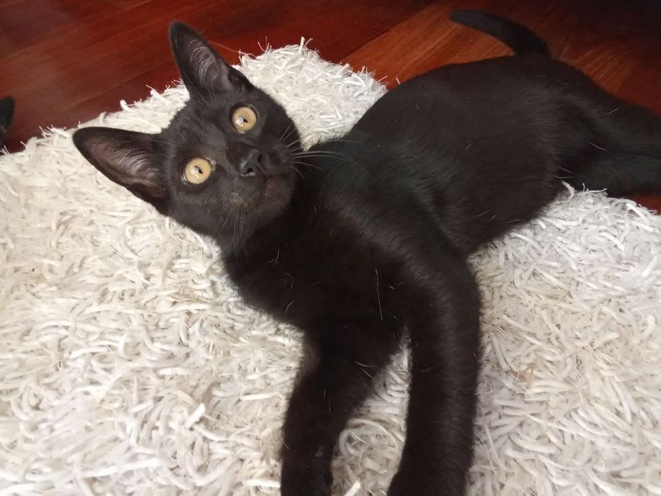 Thais, para adoção