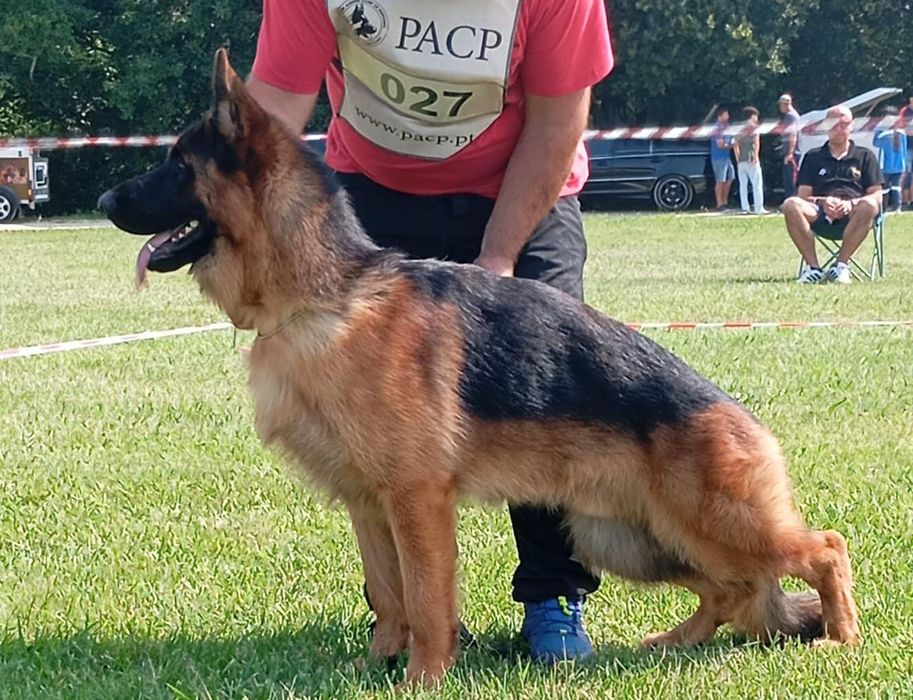 Pastor Alemão com Lop