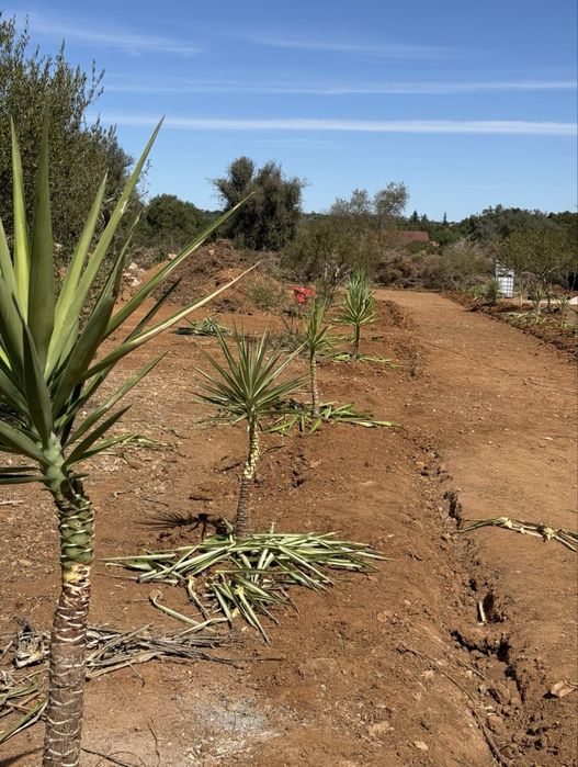 Limpeza de terrenos, jardins e afins