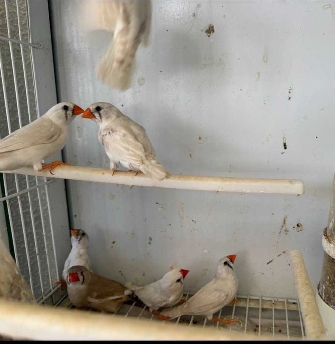 Mandarins deste ano