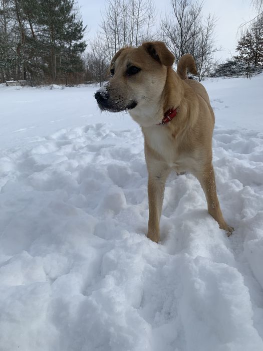 Дівчинка шукає дім