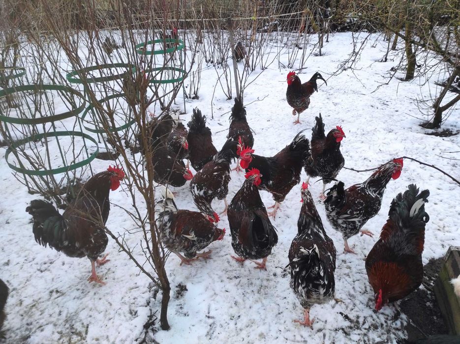 Півні породи Лівенські Ситцеві