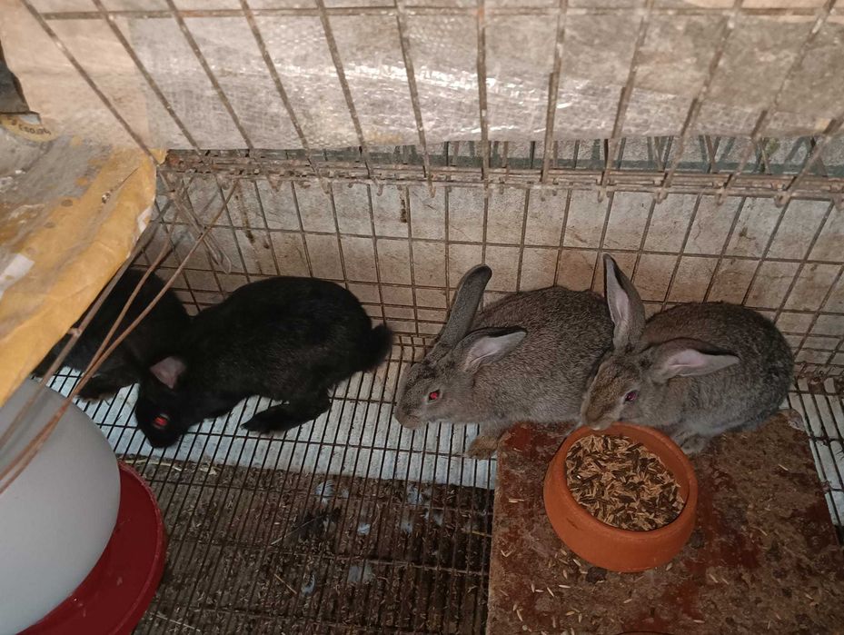Coelhos caseiros com 6 meses