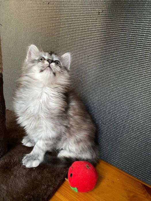 РОСКОШНЫЙ котенок Мейн-кун! Редкий окрас Черный дым (ns).
