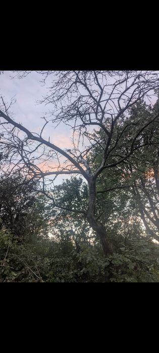 Розчистка земельних ділянок, зрізання дерев,самовивіз