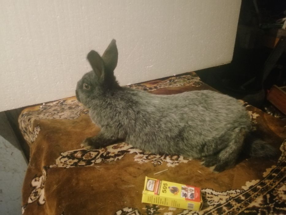 Полтавское серебро