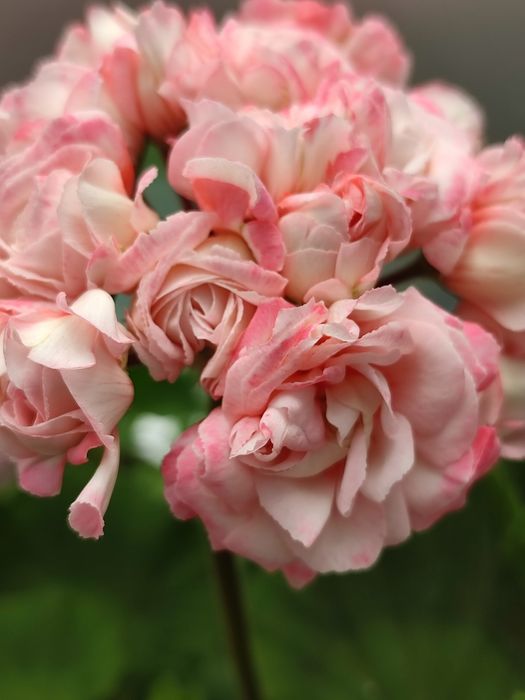 Сортова пеларгонія