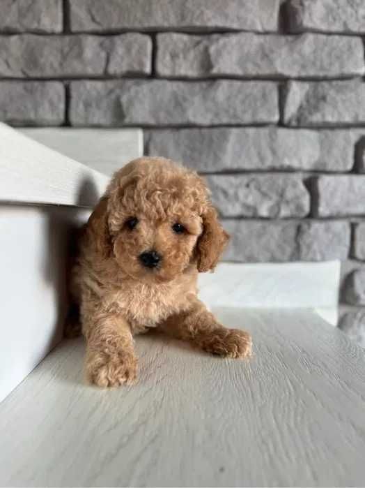 Poodle disponivel
