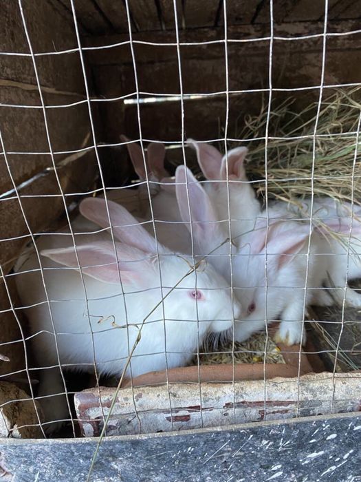 Продам кролики. Обмін на овес.