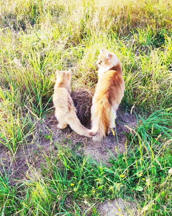 Кіт британець золота шиншила. В'ЯЗКА