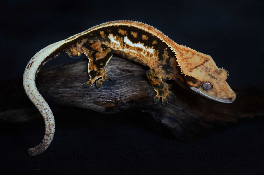 gekon orzęsiony gekony orzęsione gad jaszczurka samiec samica extreme