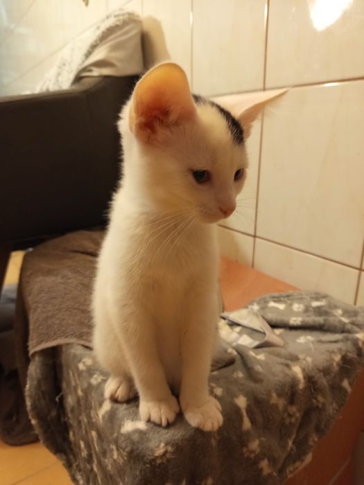 Mały słodziak szuka domu niewychodzącego