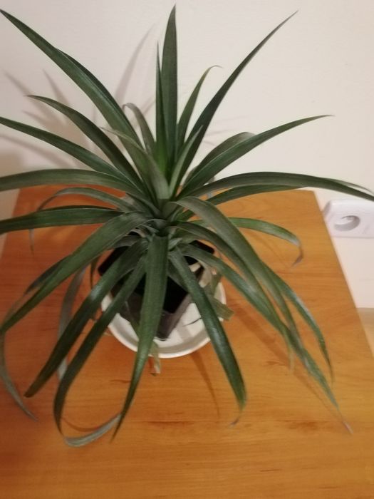 "Ananas ozdobny "