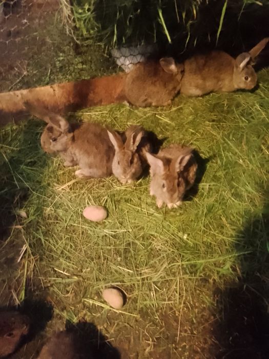 Продам кролики 200грн