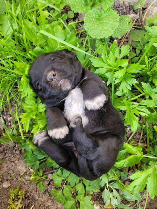 Цуценята дівчатка