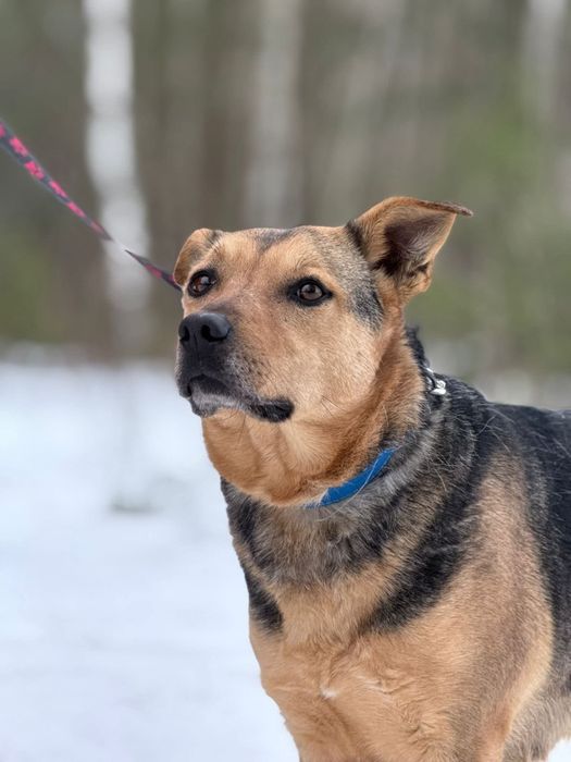 Urocza Gucia nieśmiało poleca się do adopcji