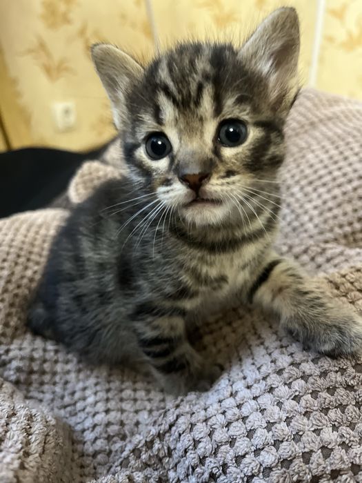 Бенгальські котята