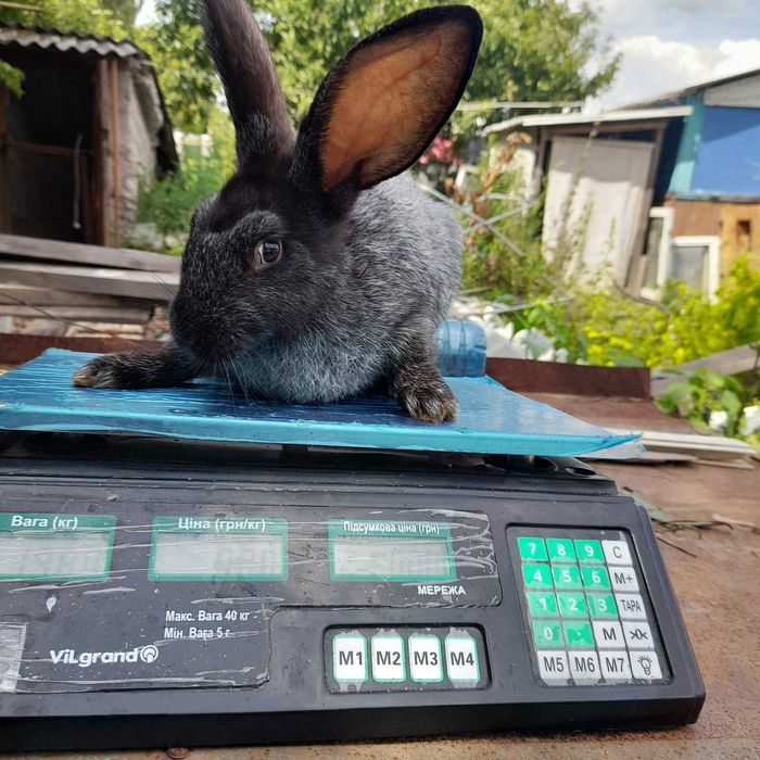 Полтавське срібло (кролі)