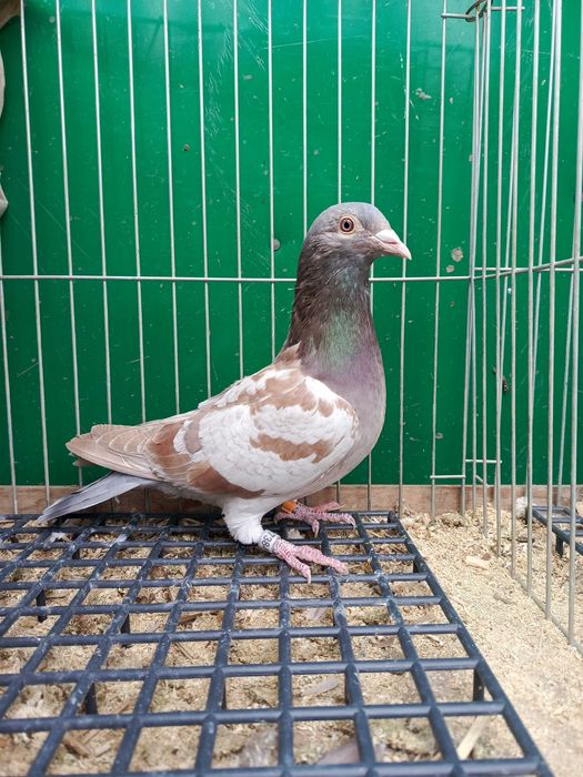 Pocztowe Ember samczyki i samice