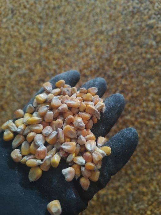 Kukurydza sucha ziarno