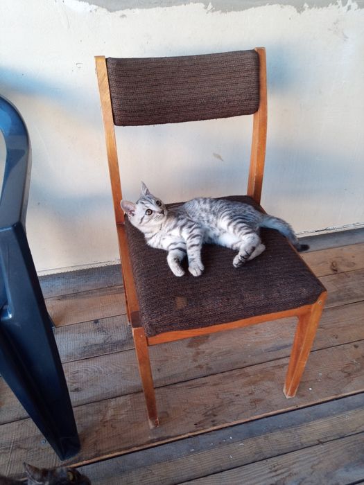 Kotek do adopcji Dyzio
