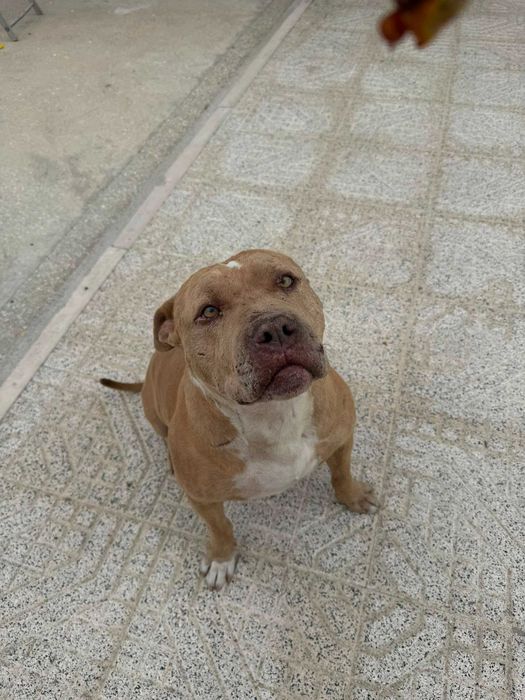 Adocao america staf x bully