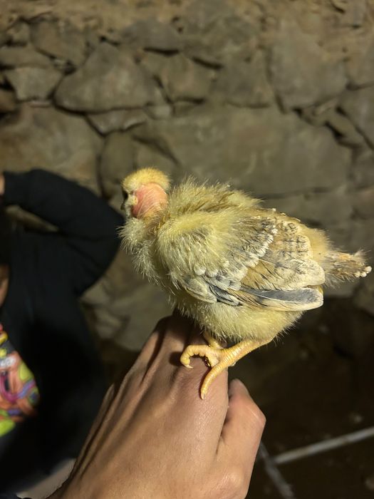 Pintinhos com 3 semana tenho apenas mais  10