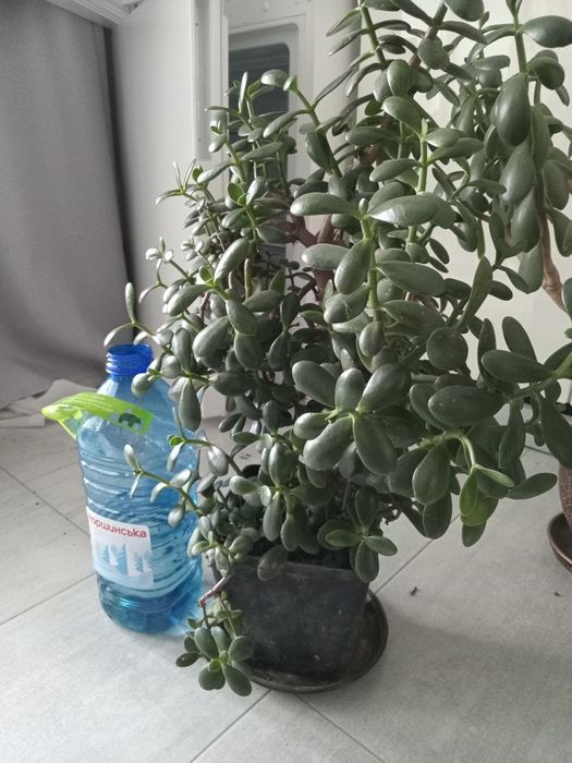 Продам цветок