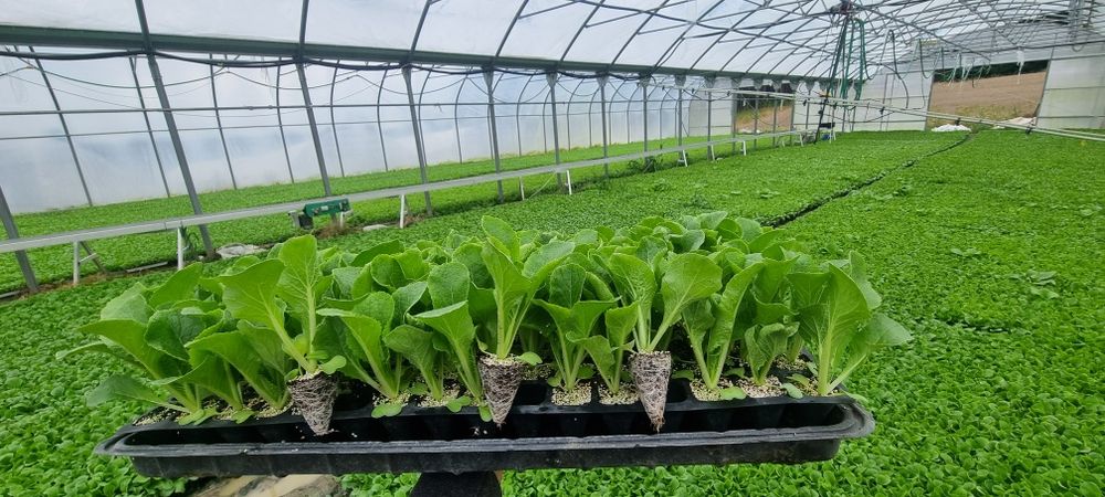 Kapusta pekińska Bilko