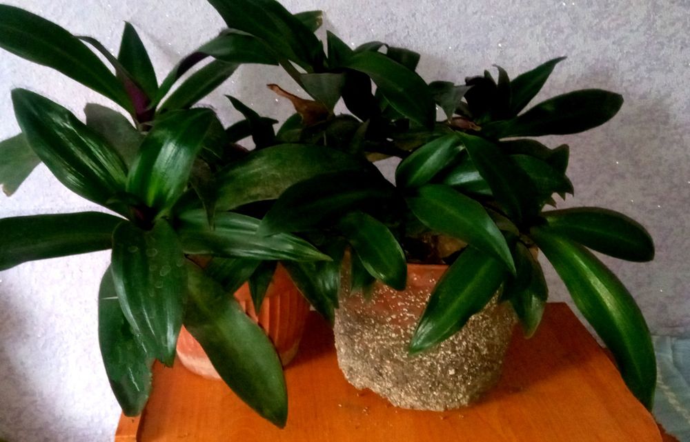 Замиокулькас. Рео. Каланхоэ. Толстянка.