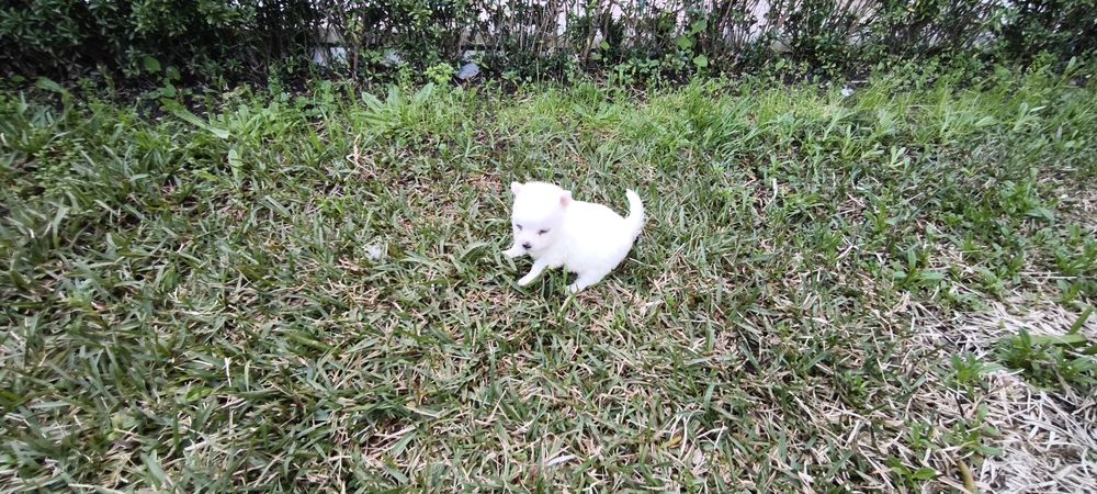 Spitz alemão anão  Lulu da Pomerânia