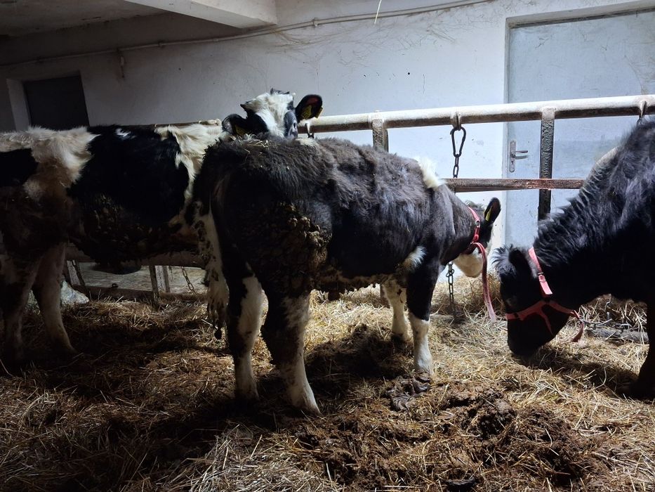 Jałoweczki byczek do chowu