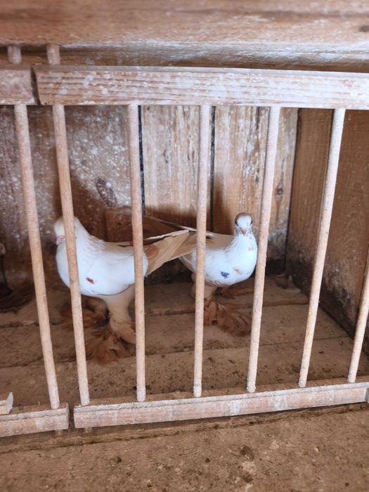 Wiedyny żółte i czerwone winerka