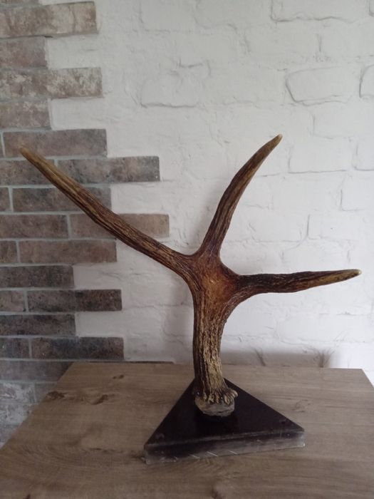 Продам Оленячі роги