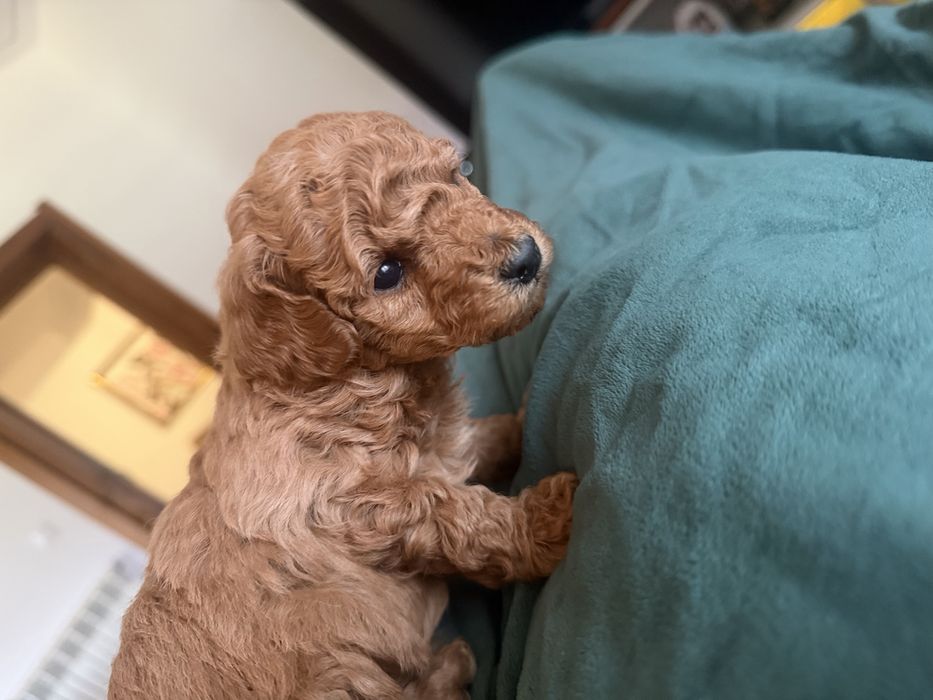 Caniche toy porte pequeno