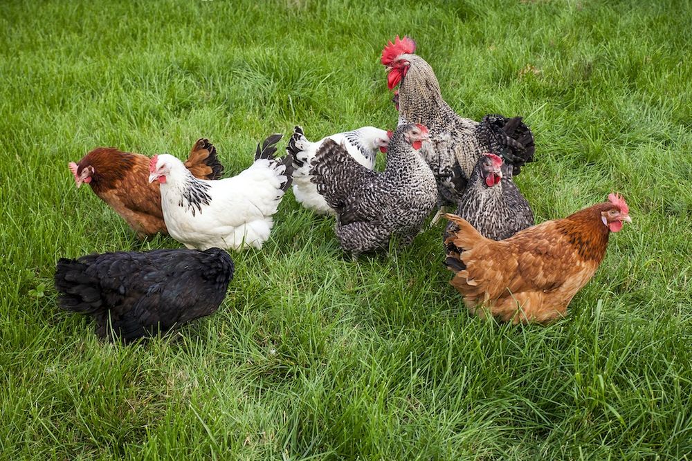 Kury kokoszki młode nioski kaczki gęsi perliczki brojlery drób leghorn