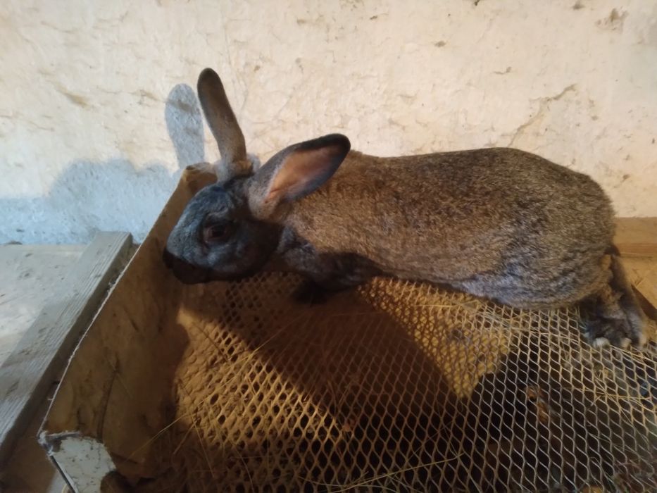 Продам кролика самця